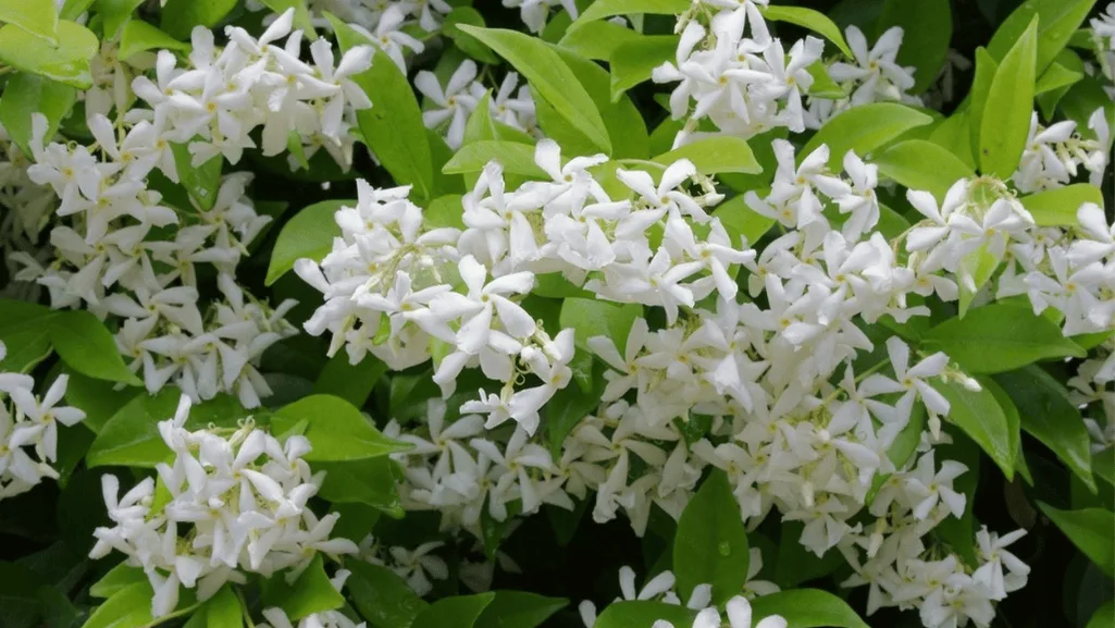 reliable border plants