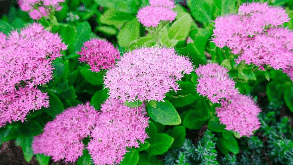 spring early summer flowers