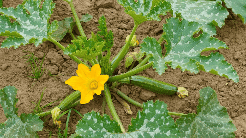 staking and pruning zucchini