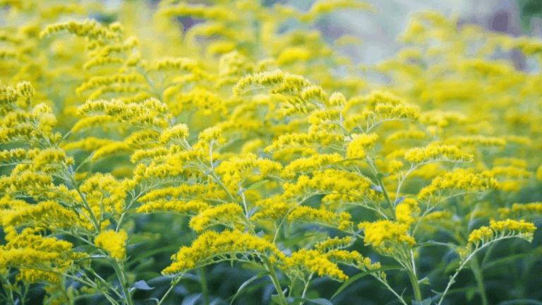 Flourishing Zone 6 Plants: What to Grow This Season 55 zone 6 plants