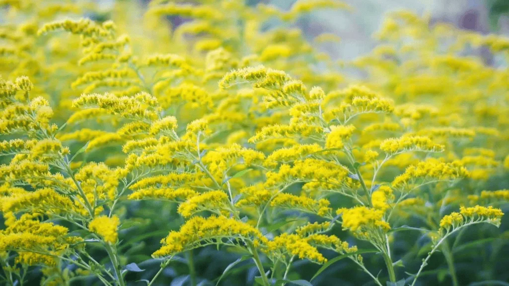 Flourishing Zone 6 Plants: What to Grow This Season 1 zone 6 plants