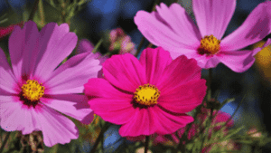 5 of the EASIEST flowers