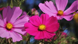 5 of the EASIEST flowers
