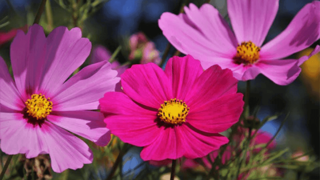 Grow These 5 of the EASIEST flowers Effortless Garden 1 5 of the EASIEST flowers