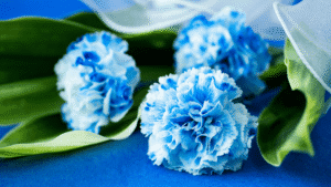 A bouquet of vibrant blue carnations arranged in a clear glass vase