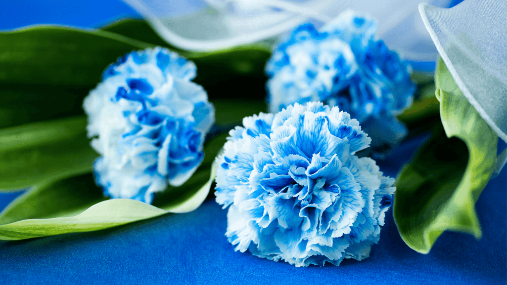 The Fascinating World of Blue Carnations: Symbolism, Creation, and Uses 1 A bouquet of vibrant blue carnations arranged in a clear glass vase
