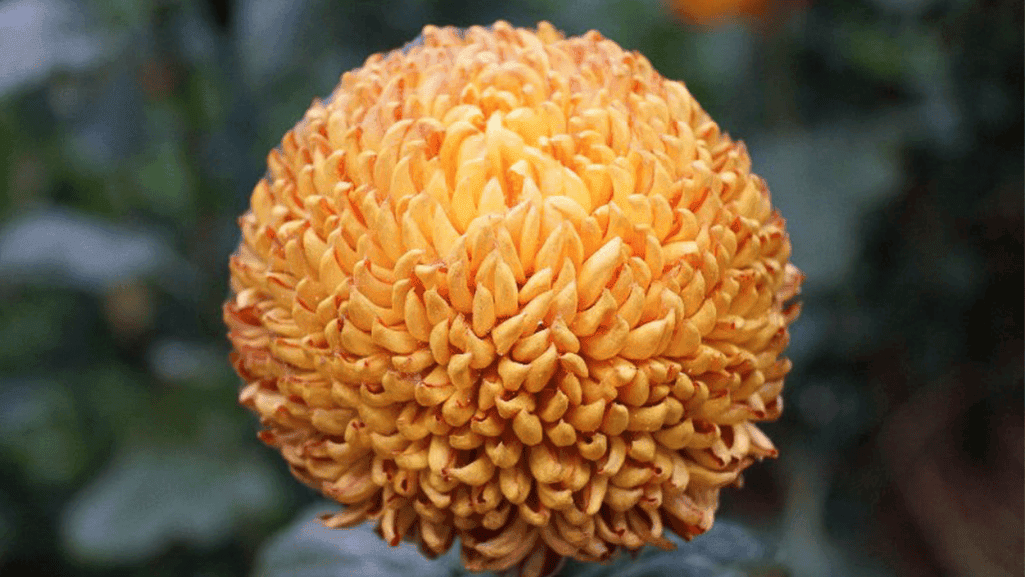 Anemone chrysanthemums flower with raised center disks