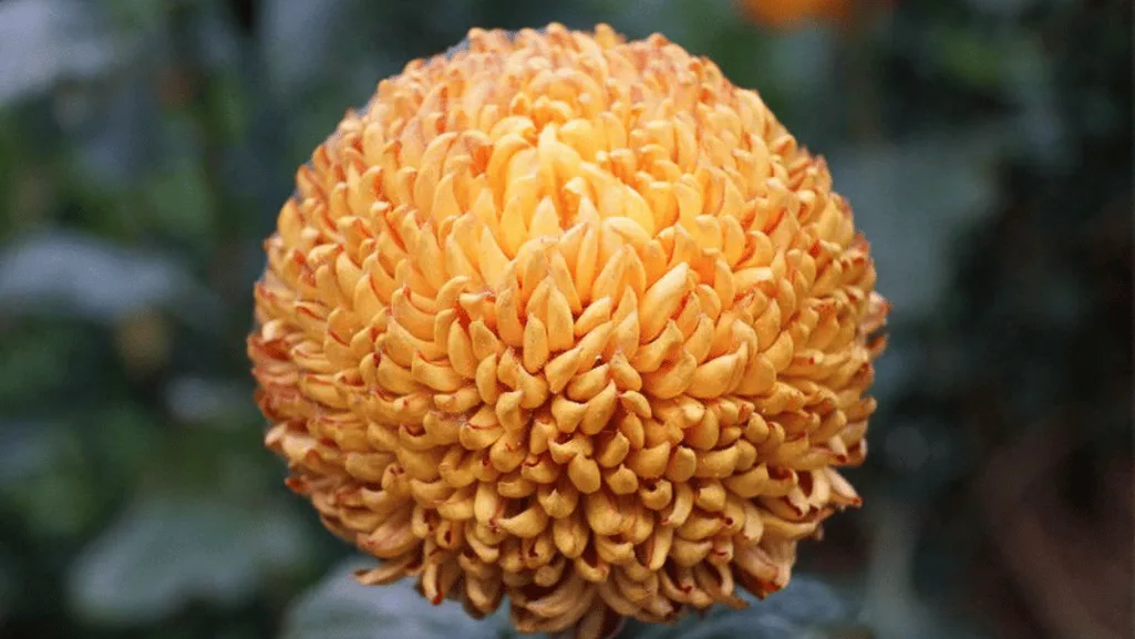 Anemone chrysanthemums flower with raised center disks