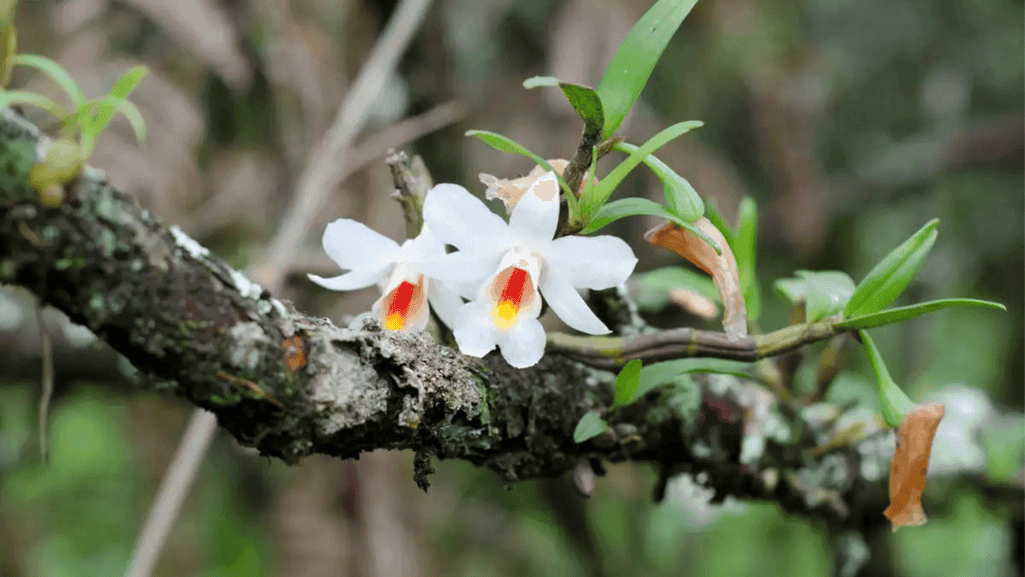 Beautiful blooming orchids growing on trees in a garden setting