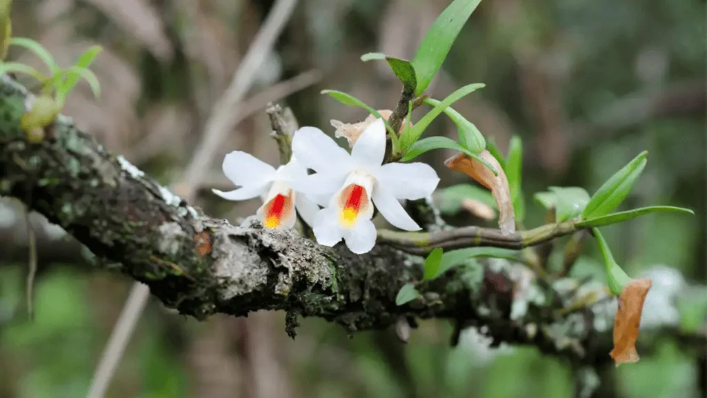 Beautiful blooming orchids growing on trees in a garden setting