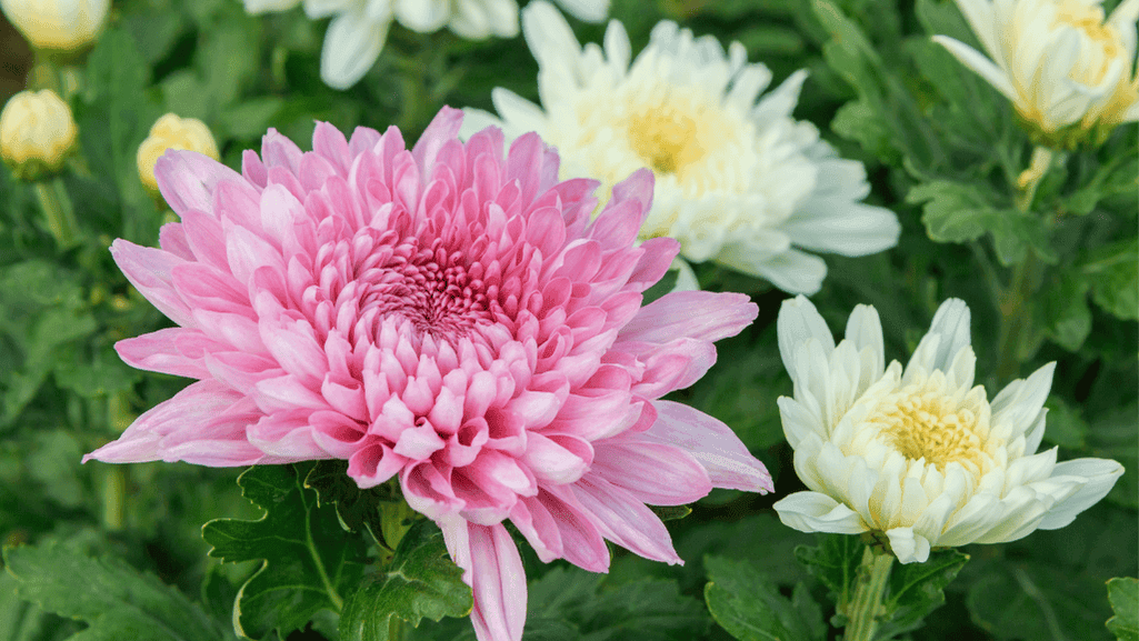 Chrysanthemums flower in traditional cultural celebration