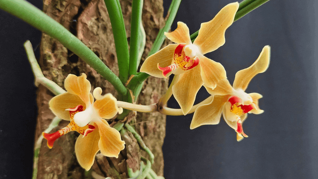 Cleaning orchid roots before mounting to a tree