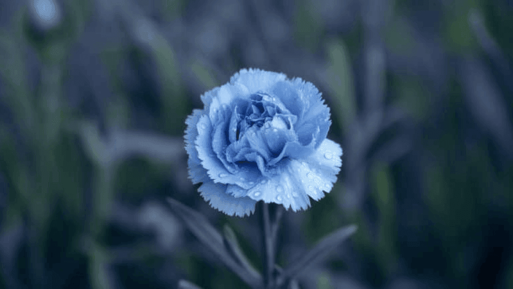 Close-up of blue carnation flowers showing their detailed petal structure