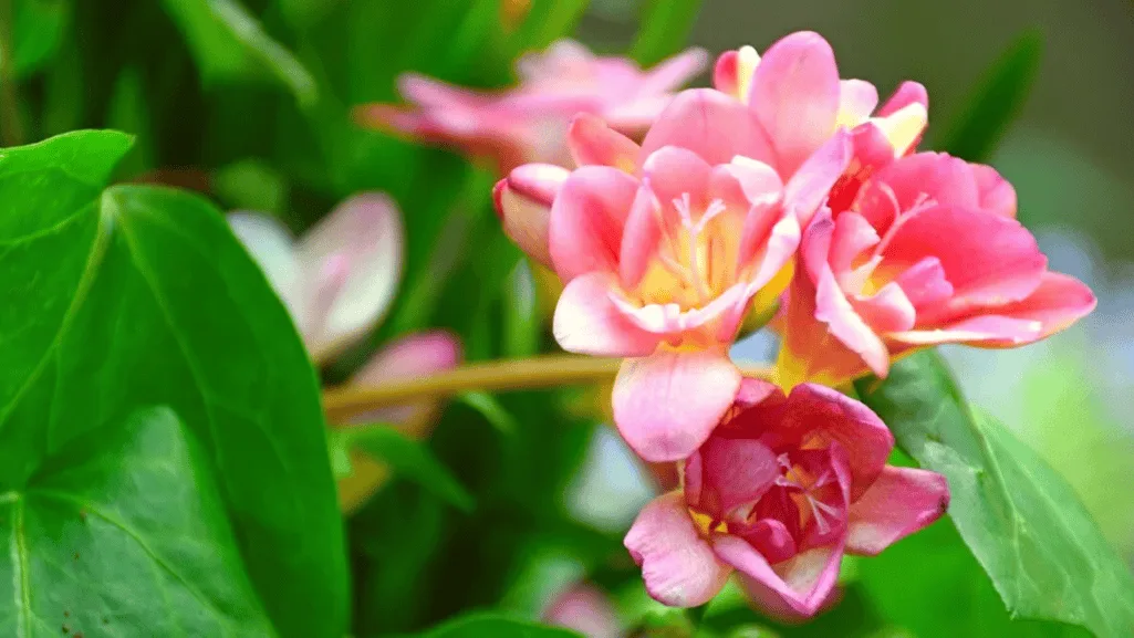 Close-up of freesia flower showing its detailed structure and vibrant colors
