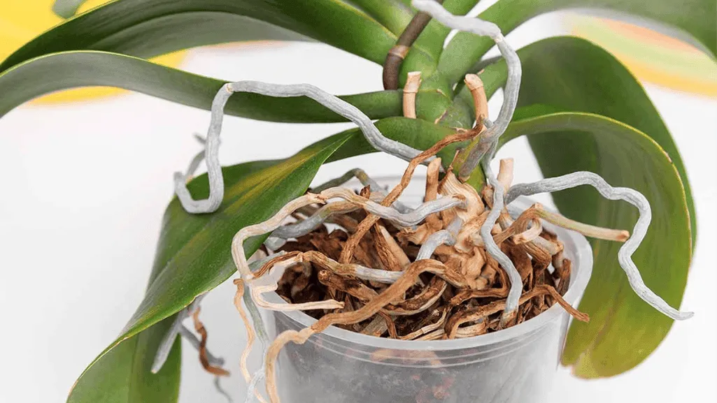 Close-up of orchid roots attaching to tree bark with different textures