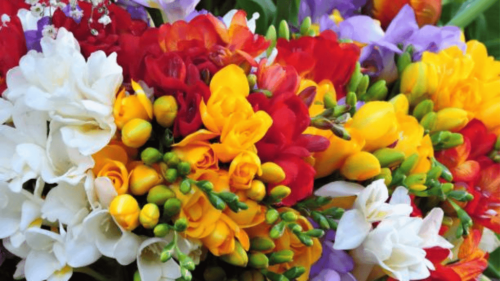 Collection of different colored freesia flowers showing the variety of this beautiful bloom