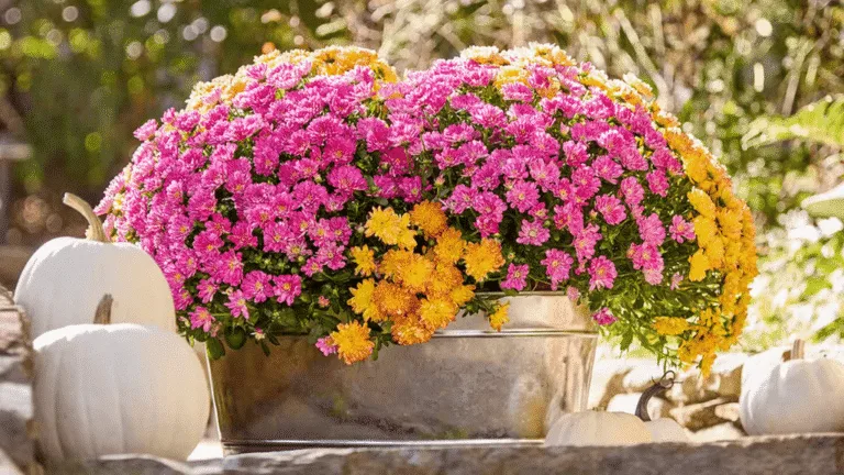 Colorful chrysanthemums flower varieties in autumn garden display