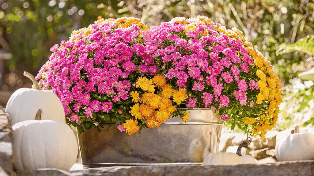 The Ultimate Guide to Chrysanthemums: Types, Care, and Symbolism 1 Colorful chrysanthemums flower varieties in autumn garden display