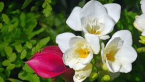 Colorful freesia flowers showing their trumpet-shaped blooms and slender stems