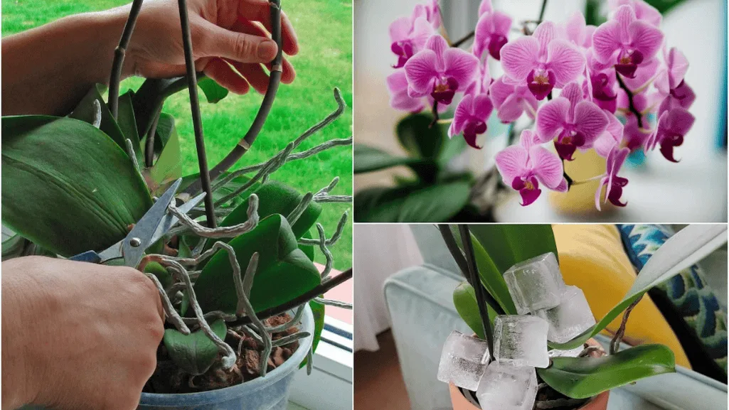 Common mistakes when mounting orchids on trees