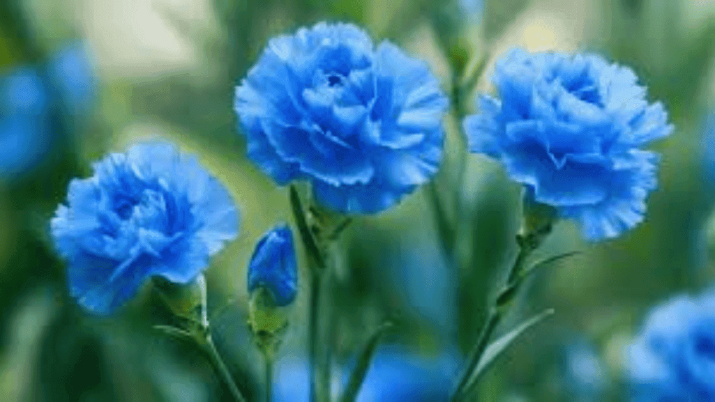 Different shades of blue carnations from light to dark blue