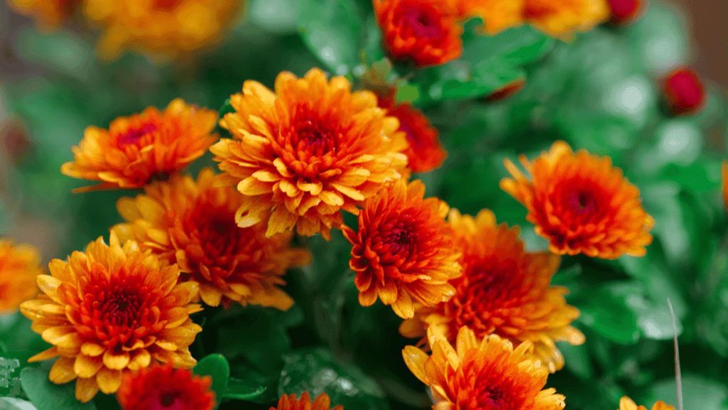 Diverse chrysanthemums flower garden in full autumn bloom