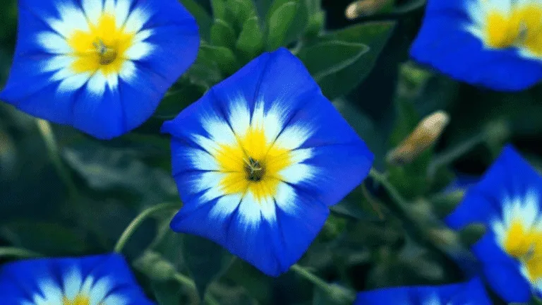 Dwarf Morning Glory