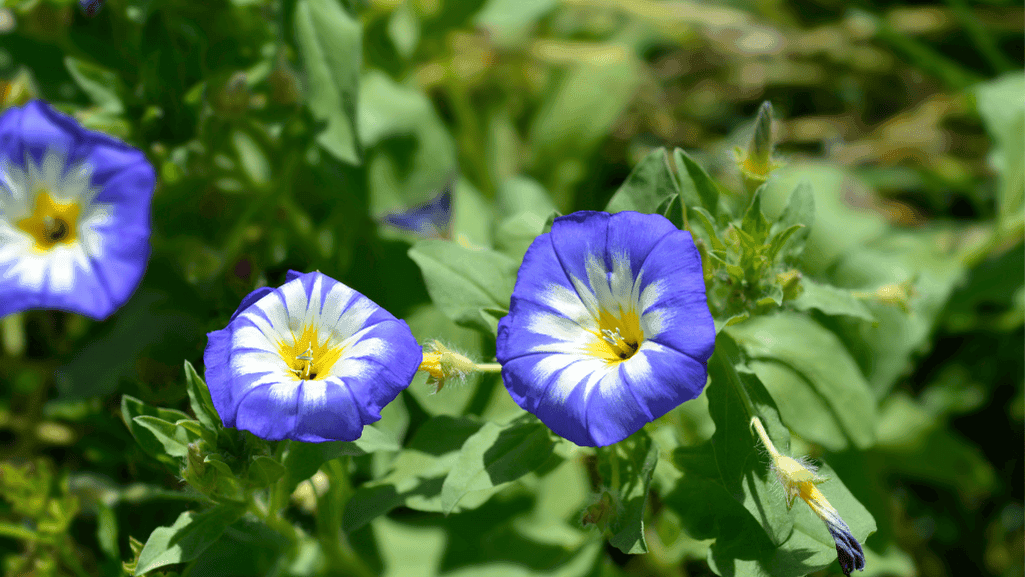 Dwarf Morning Glory planting