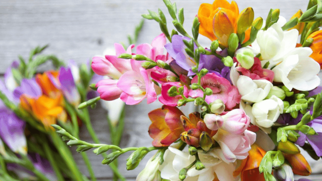 Elegant freesia bouquet showcasing various colors and the distinctive arrangement of blooms