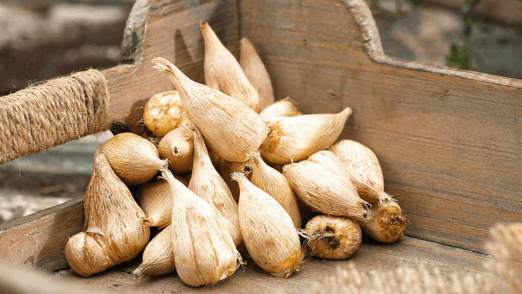 Freesia corms being planted in well-draining soil with the pointed end facing up