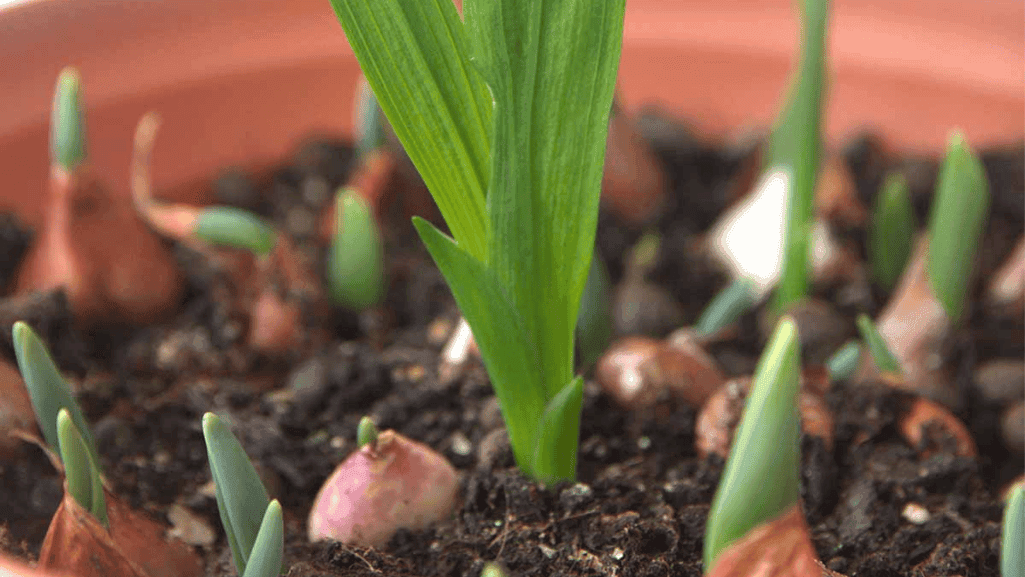 Freesia corms being stored for winter in a container with peat moss