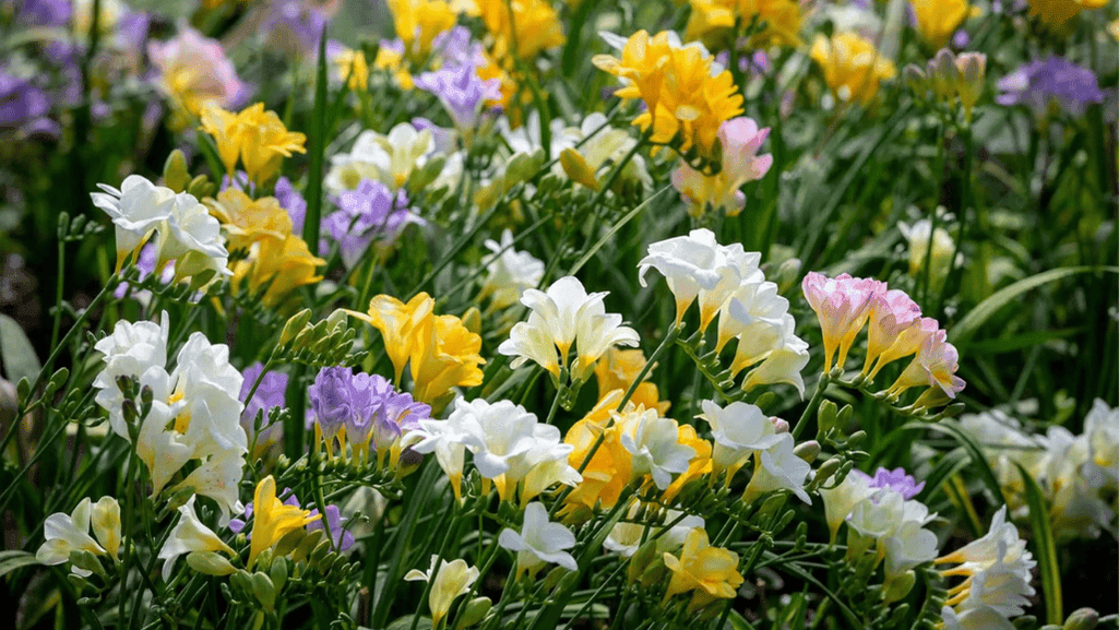 Garden with blooming freesia flowers in various colors creating a colorful display