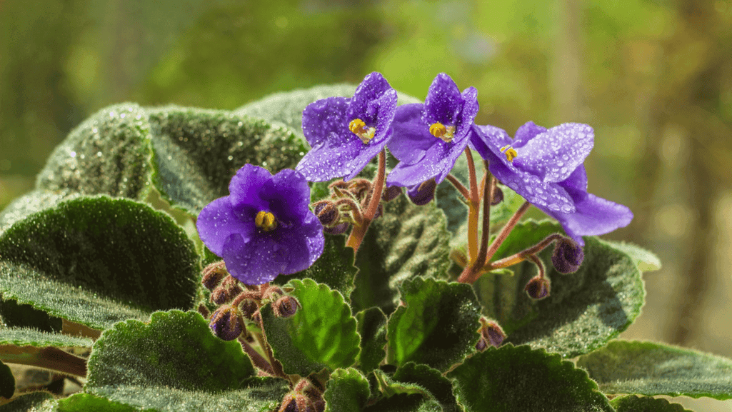 Hardiness Zone 5 Plants: The Best Picks for Your Climate 1 Hardiness Zone 5 Plants