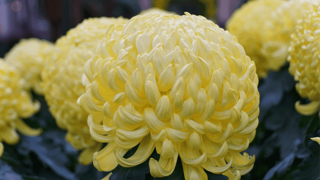 Incurve chrysanthemums flower with tightly curved petals
