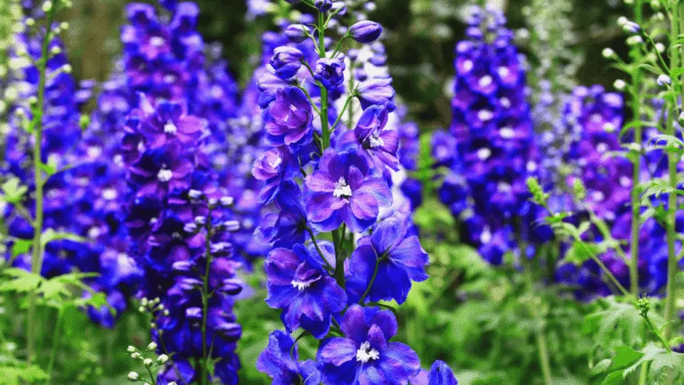 July Birth Flower