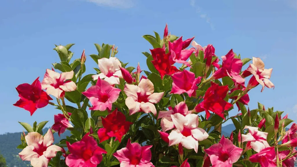 Mandevilla Plant full sun