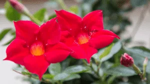 Mandevilla Plant