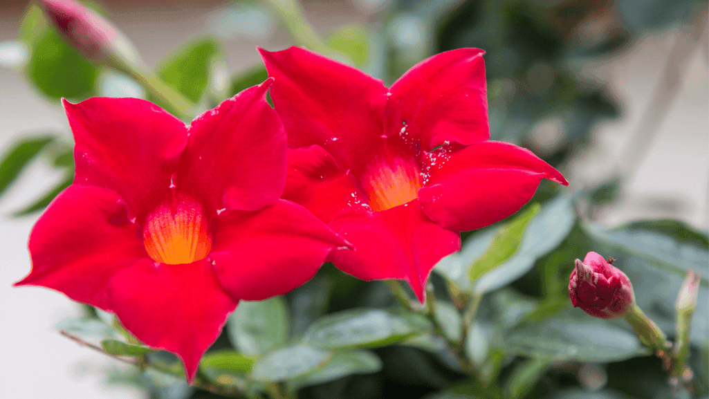 Mandevilla Plant