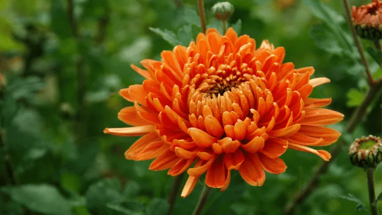 November birth flower1