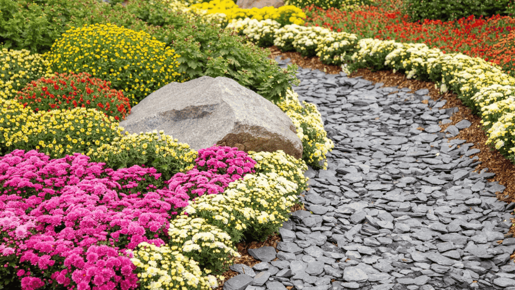 Person planting chrysanthemums flower in garden soil