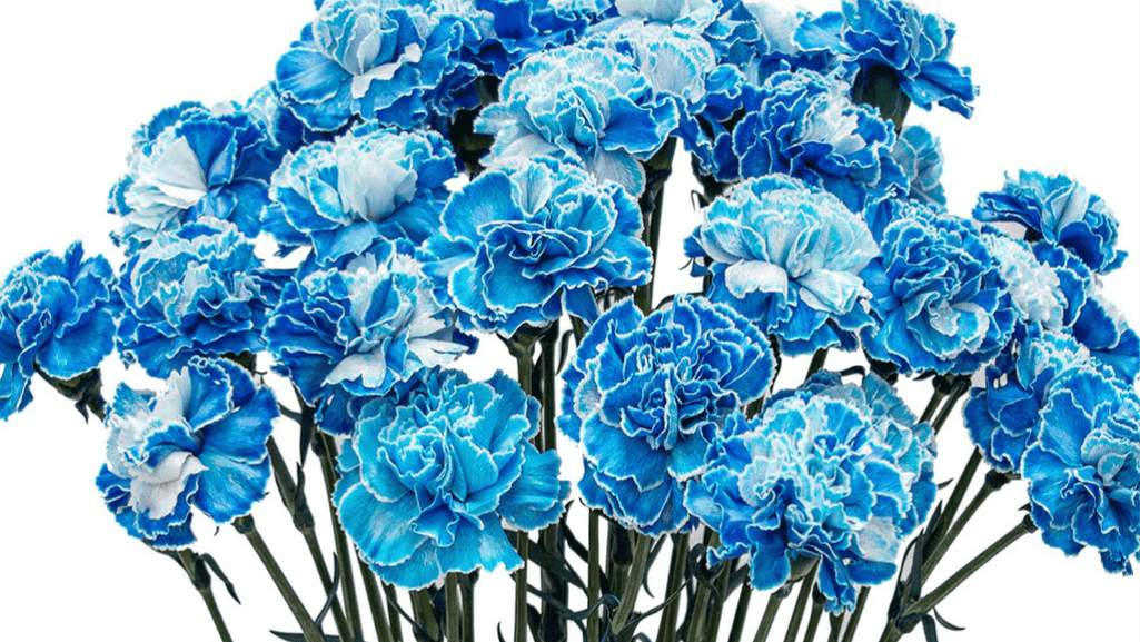 Person trimming blue carnation stems before placing in vase