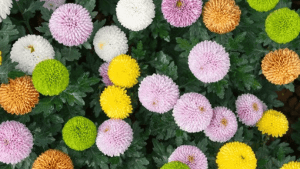 Pompom chrysanthemums flower with small rounded blooms