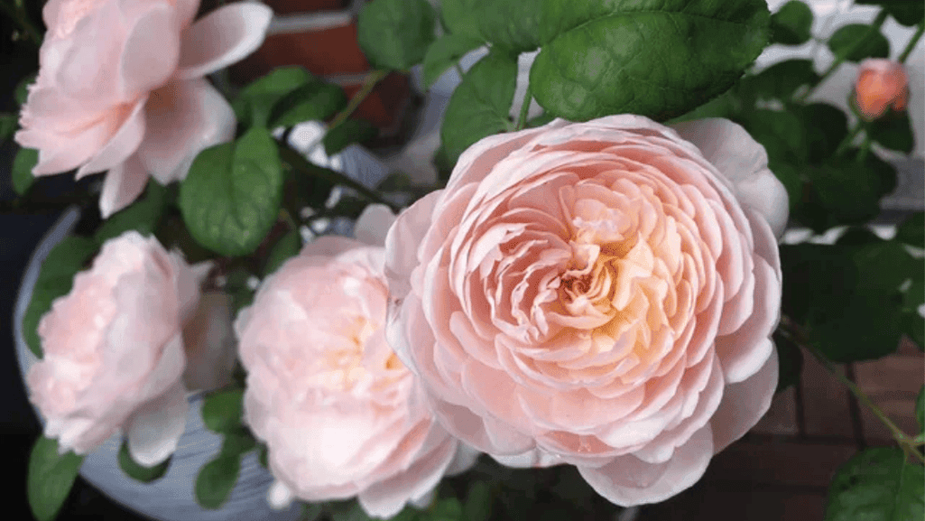 The Rose: Exploring the Queen of Flowers 5 1 Queen of Flowers
