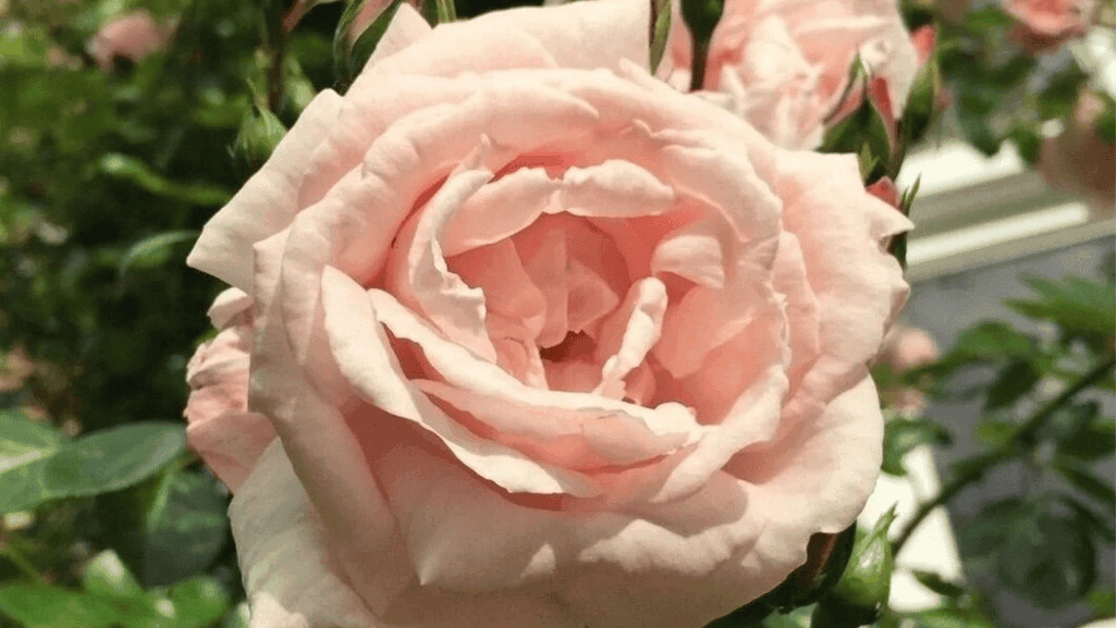 Roses in everyday life