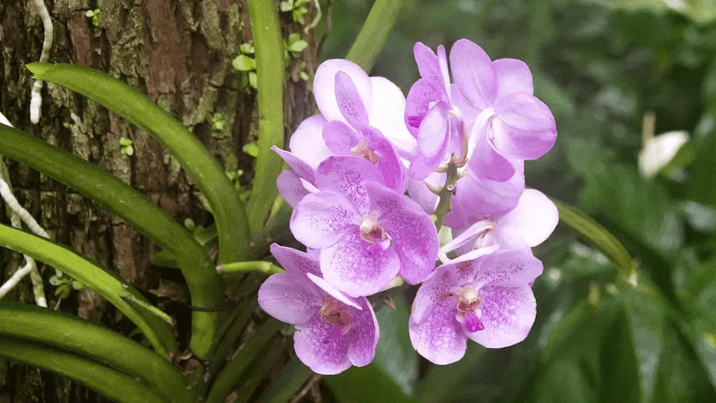 Seasonal care for orchids on trees showing different seasons