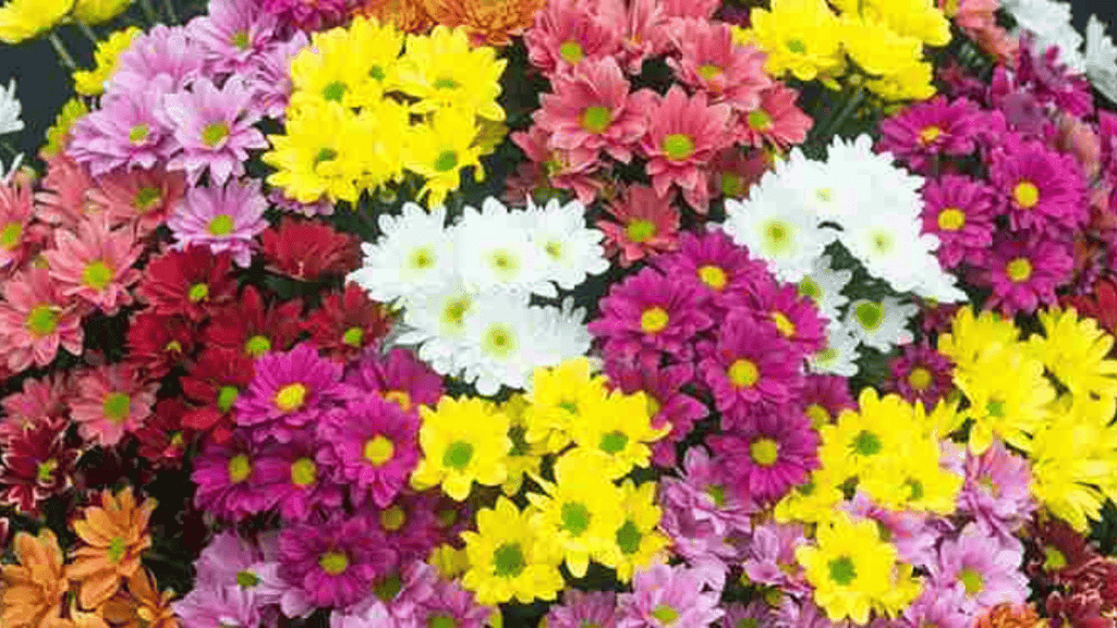 Single and semi-double chrysanthemums flower with daisy-like appearance