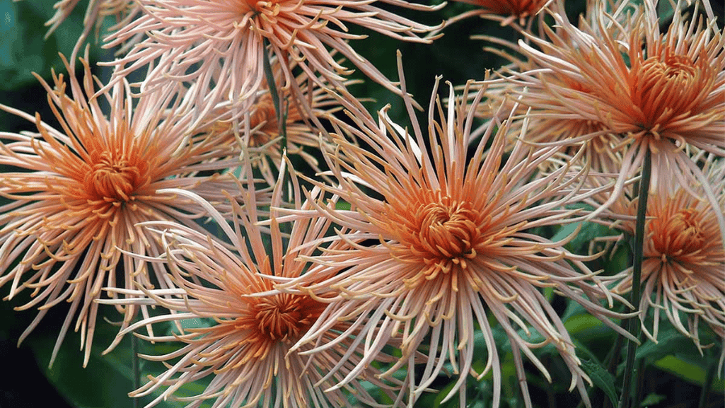 Spider chrysanthemums flower with long tubular petals
