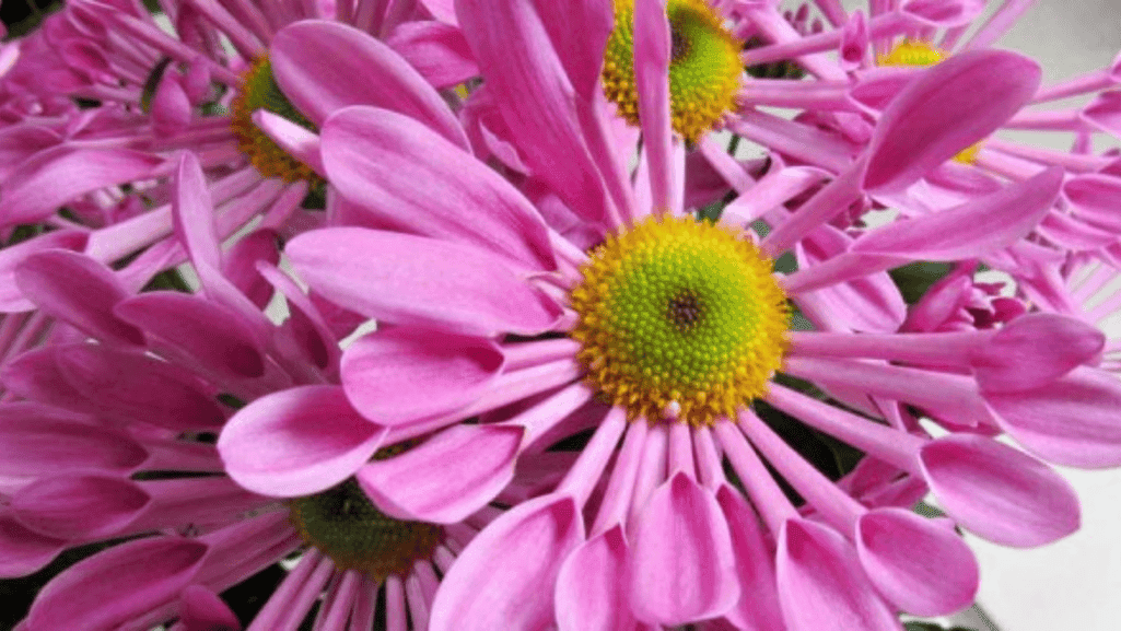 Spoon chrysanthemums flower with spoon-tipped petals