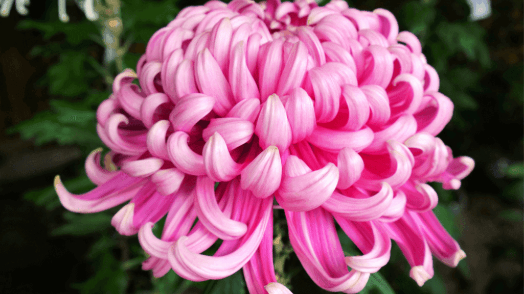 Traditional Japanese chrysanthemums flower arrangement