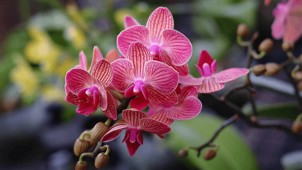 Various orchid species suitable for mounting on trees displayed together